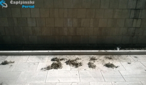 Pi&scaron;e: Čaportal