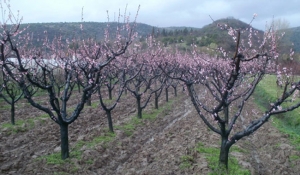 Pi&scaron;e: Julija Gubeljić | N1