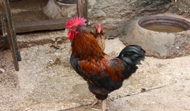 Pi&scaron;e:Bljesak.info