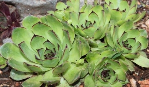 Pi&scaron;e: ČA::portal