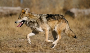 Pi&scaron;e: Du&scaron;an Musa | Vecernji.ba