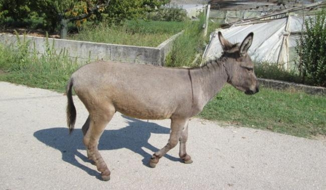 Du&scaron;an Musa || vecernji.ba