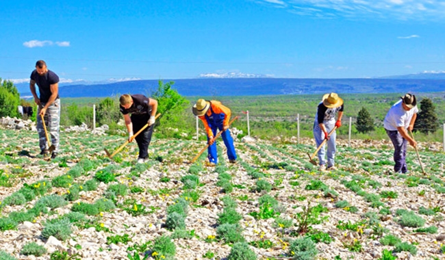 Izvor: Ljportal.com | smiljomanija.com